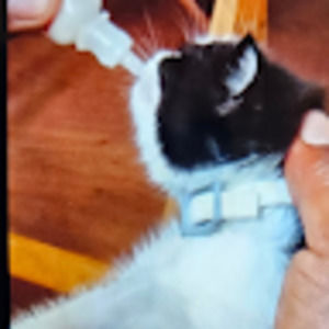 Meet your Posher, Samuel